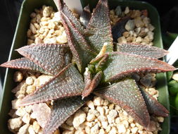 <i>Haworthia koelmaniorum</i> resmi