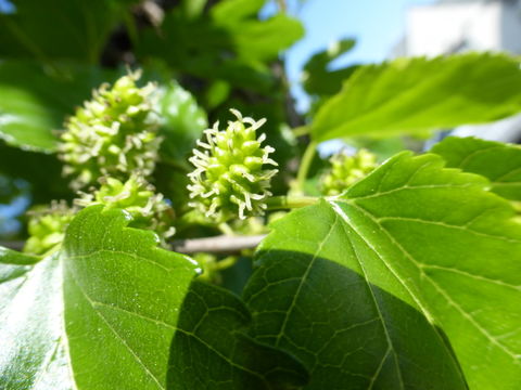 Image of black mulberry