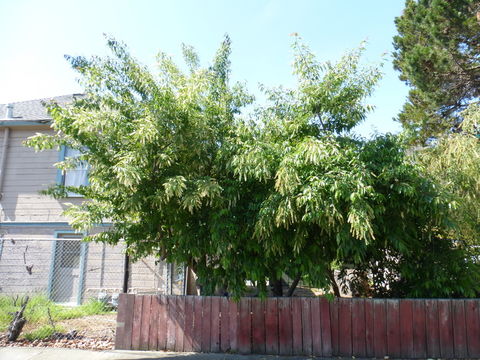 Слика од Prunus serotina Ehrh.