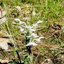 Image de Habenaria clypeata Lindl.