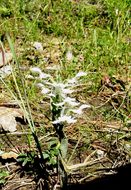 Habenaria clypeata Lindl.的圖片