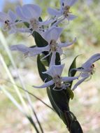 Habenaria clypeata Lindl.的圖片