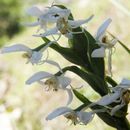 Habenaria clypeata Lindl.的圖片