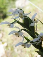 Habenaria clypeata Lindl.的圖片