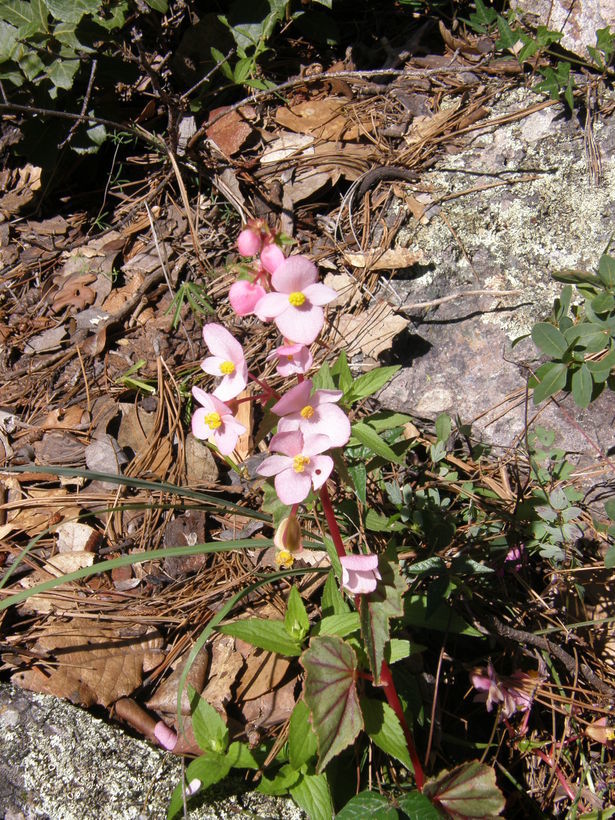 Слика од Begonia gracilis Kunth