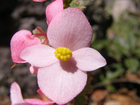 Image of Begonia gracilis Kunth