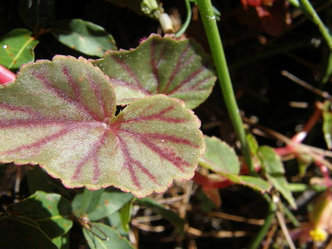 Слика од Begonia gracilis Kunth