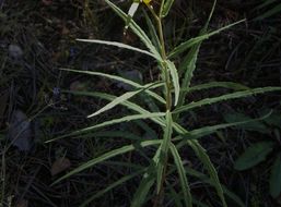 Sivun Verbesina longifolia (A. Gray) A. Gray kuva