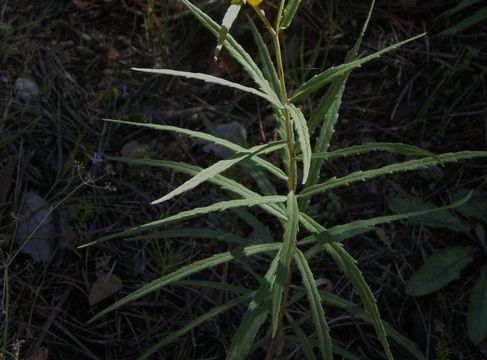 Image of longleaf crownbeard