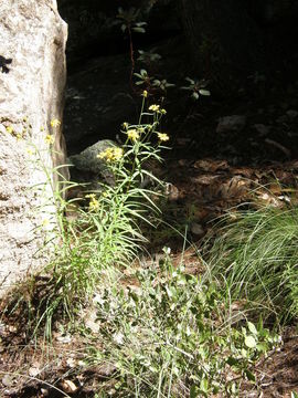 Image of longleaf crownbeard