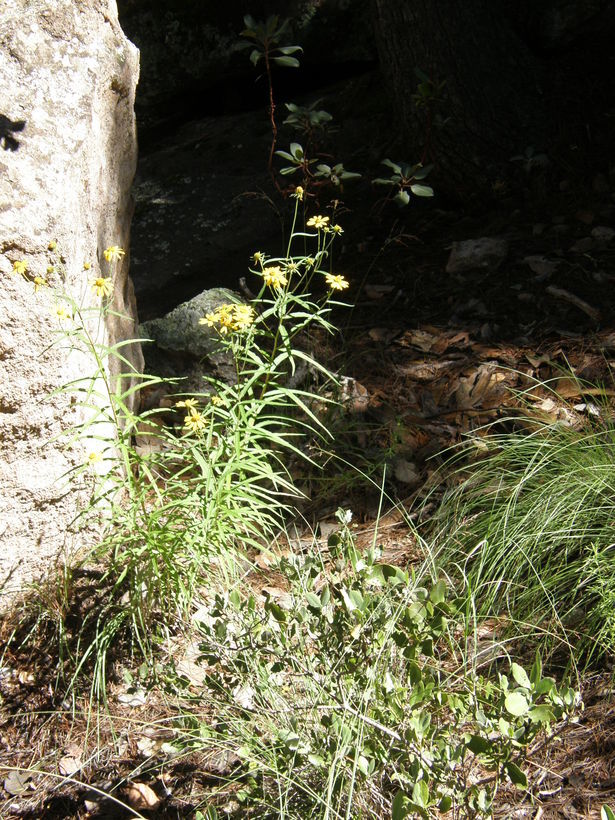 Слика од Verbesina longifolia (A. Gray) A. Gray