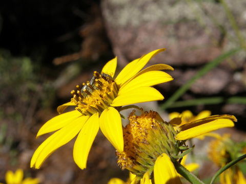 Слика од Verbesina longifolia (A. Gray) A. Gray