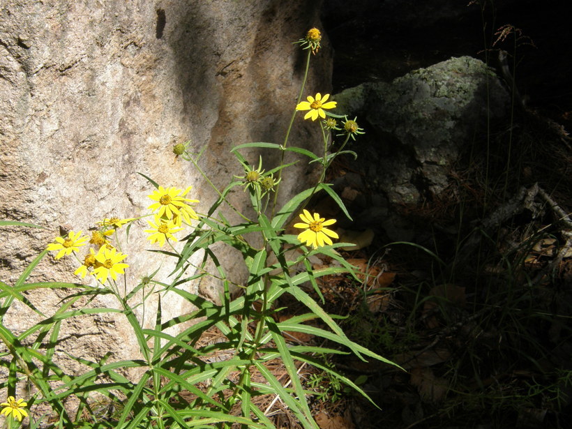 Sivun Verbesina longifolia (A. Gray) A. Gray kuva