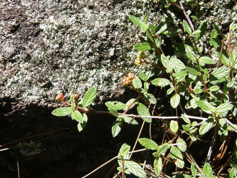 Image of <i>Ceanothus ochracea</i>