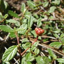 Image of <i>Ceanothus ochracea</i>