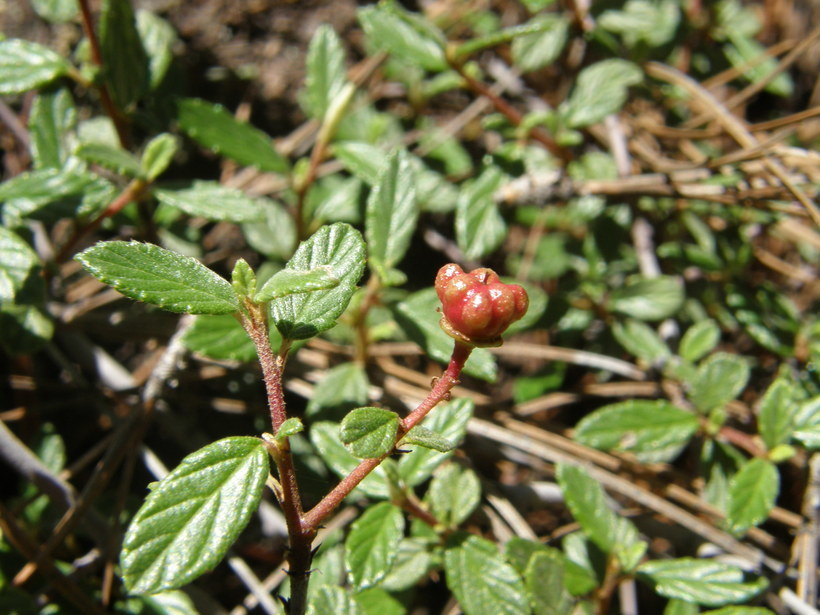 Image of <i>Ceanothus ochracea</i>