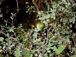 Image of Quercus microphylla Née