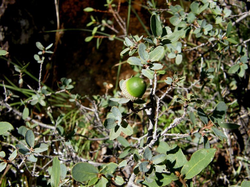 Image of Quercus microphylla Née