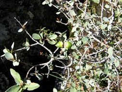 Image of Quercus microphylla Née