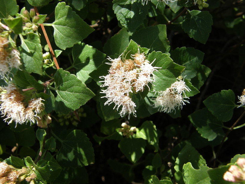 Imagem de <i>Ageratina calaminthifolia</i>