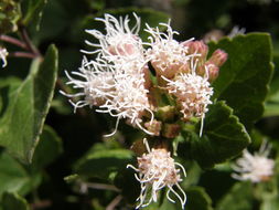 Image of <i>Ageratina calaminthifolia</i>