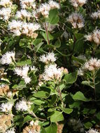 Image of <i>Ageratina calaminthifolia</i>