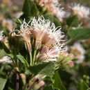 Image of <i>Ageratina calaminthifolia</i>