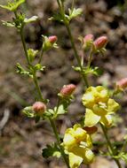 Image of Seymeria sinaloana (Pennell) Standley