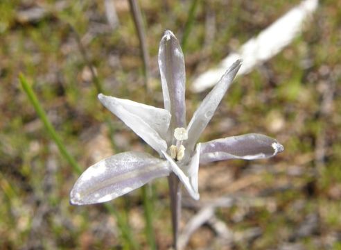 Image of Mexican star