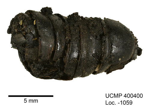 Image of millipedes