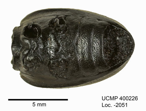 Sivun Eleodes (Cratidus) osculans (Le Conte 1851) kuva