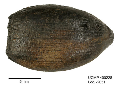 Imagem de Eleodes (Eleodes) acuticauda Le Conte 1851