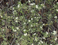 Image of white fiestaflower