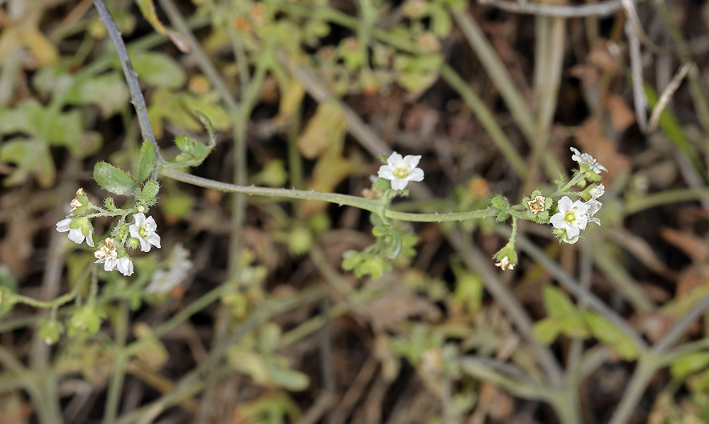 Image of white fiestaflower