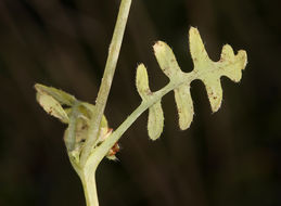 Pholistoma membranaceum (Benth.) Constance resmi