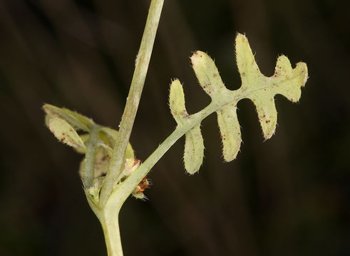 Image of white fiestaflower