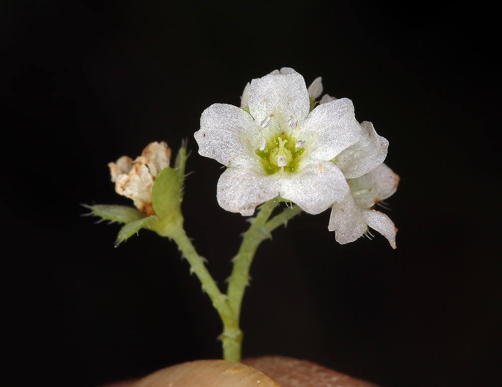 Image of white fiestaflower