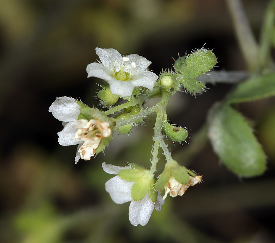 Image of white fiestaflower