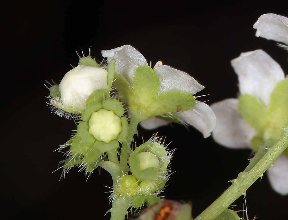 Image of white fiestaflower