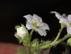 Image of white fiestaflower