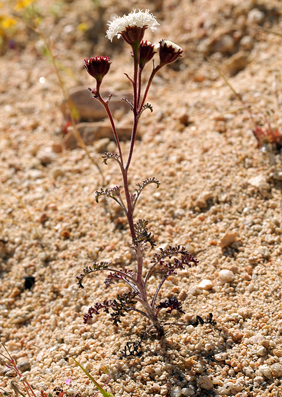 Image of Esteve's pincushion