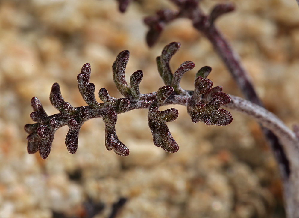 Image of Esteve's pincushion