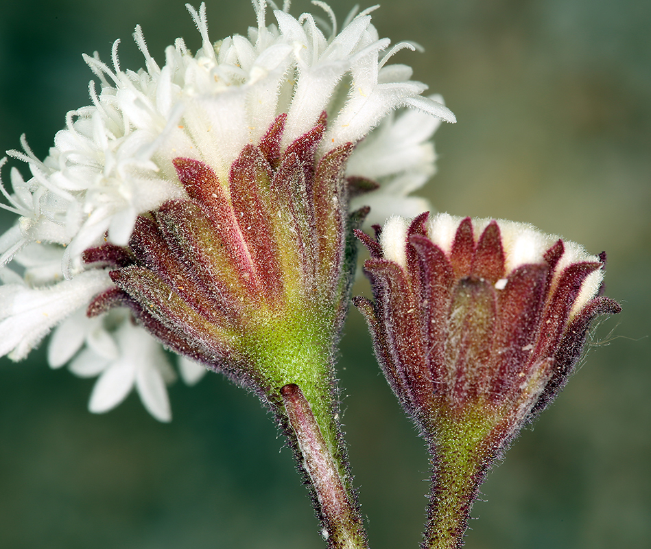 Image of Esteve's pincushion