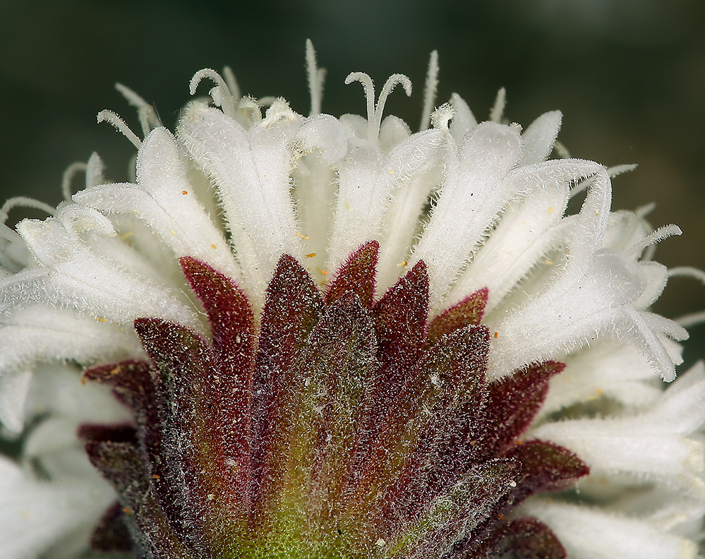 Image of Esteve's pincushion