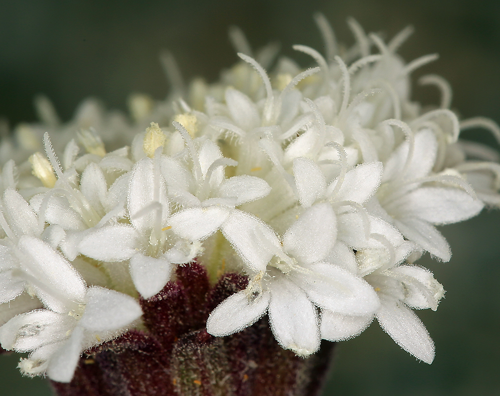 Image of Esteve's pincushion