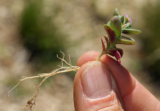 Image of slender phlox