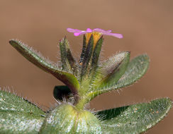 Image of slender phlox