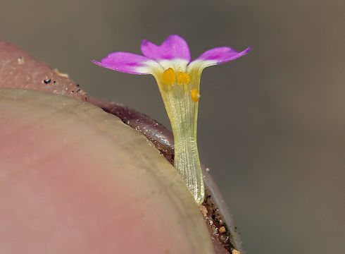 Image of slender phlox