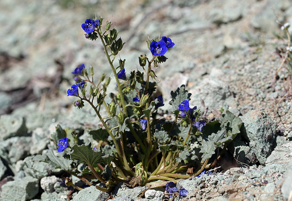 Image of Charlotte's phacelia