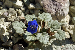 Image of Charlotte's phacelia